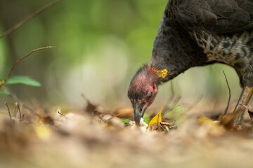 close up of a bush turkey in queensland Australia