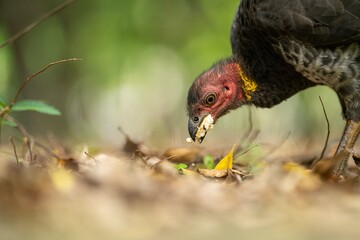 close up of a bush turkey in queensland Australia
