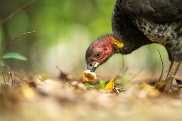 close up of a bush turkey in queensland Australia
