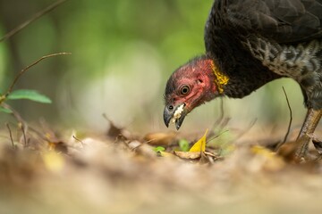 close up of a bush turkey in queensland Australia