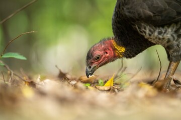 close up of a bush turkey in queensland Australia