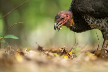 close up of a bush turkey in queensland Australia