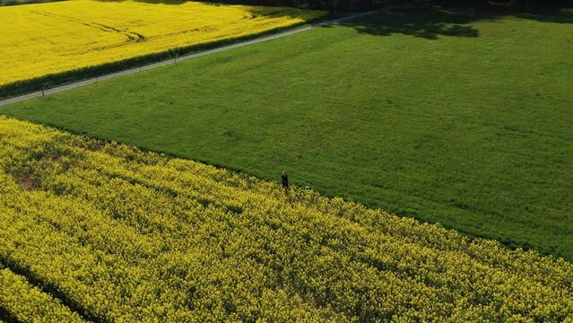 Aerial view of rapeseed field with a woman flying a drone, Marbach, Germany.