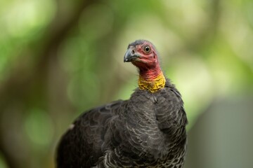 close up of a bush turkey in queensland Australia
