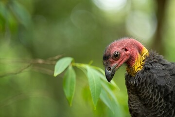 close up of a bush turkey in queensland Australia