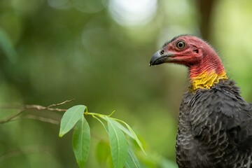 close up of a bush turkey in queensland Australia