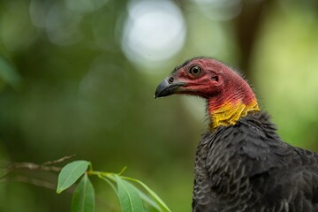 close up of a bush turkey in queensland Australia