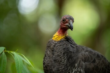 close up of a bush turkey in queensland Australia