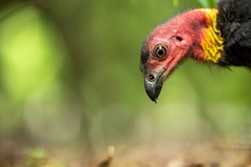 close up of a bush turkey in queensland Australia