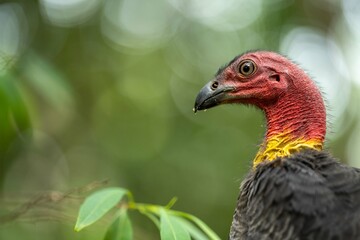 close up of a bush turkey in queensland Australia
