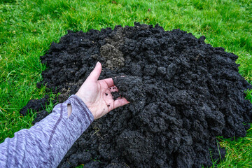 Fresh mole hill exposes very healthy dirt in the middle of a lush green lawn, pest damage
