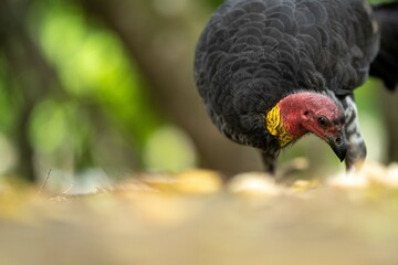 close up of a bush turkey in queensland Australia