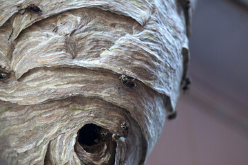 Bald-faced hornets buzzing around the entrance of their nest.