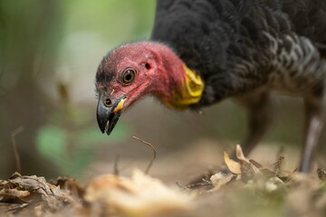 close up of a bush turkey in queensland Australia