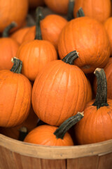 Wooden basket full of sugar pumpkins.