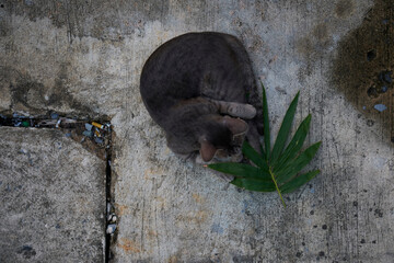 cat playing on the ground