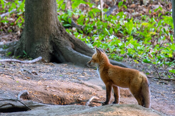 Younge  fox in a forest