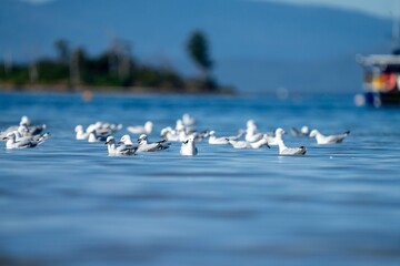 tasmanian coastal landscape and bird life 