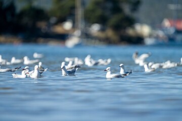 tasmanian coastal landscape and bird life 