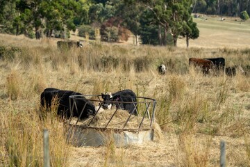 Stud beef cows and bulls grazing on green grass in Australia, breeds include speckle park, murray grey, angus and brangus.
