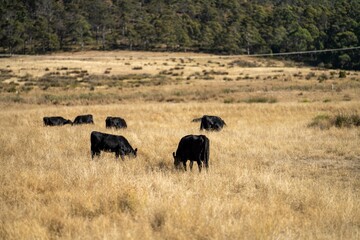 Fototapeta na wymiar Stud beef cows and bulls grazing on green grass in Australia, breeds include speckle park, murray grey, angus and brangus. 