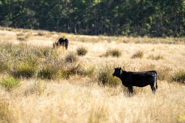 Close up of Stud speckle park Beef bulls, cows and calves grazing on grass in a field, in Australia. breeds of cattle include speckle park, murray grey, angus, brangus and wagyu on long pastures 