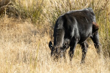 Close up of Stud Beef bulls, cows and calves grazing on grass in a field, in Australia. breeds of cattle include speckle park, murray grey, angus, brangus and wagyu eating grain and wheat.