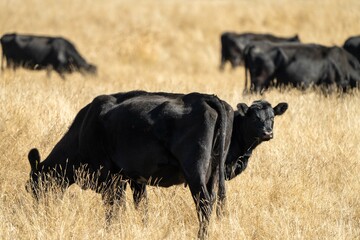 Close up of Stud Beef bulls, cows and calves grazing on grass in a field, in Australia. breeds of...