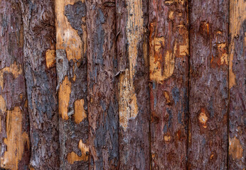 Board on Board wooden fence shows signs of wear and tear, needs to be stained again.