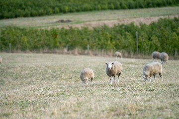 Obraz na płótnie Canvas Merino sheep, grazing and eating grass in New zealand and Australia
