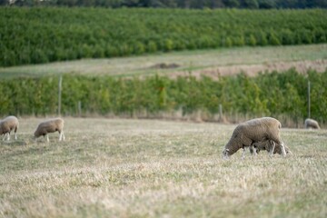 Merino sheep, grazing and eating grass in New zealand and Australia