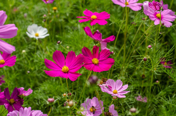 Pink cosmos flowers in the garden.