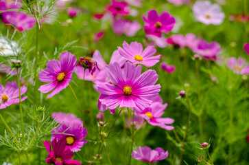 Cosmos flowers blossom in the garden.