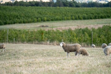 Merino sheep, grazing and eating grass in New zealand and Australia