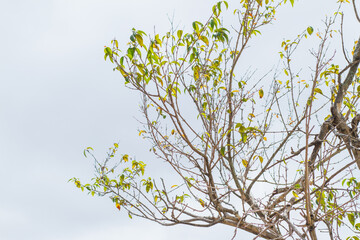 branches with leaves outdoors in Rio de Janeiro, Brazil.