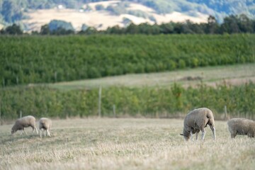Merino sheep, grazing and eating grass in New zealand and Australia