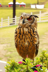 お花と並んで立つベンガルワシミミズク