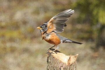 Robins in spring on lawn growing grass, and some are pulling up worms and eating them
