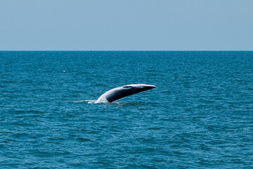 bruda whale swimming in the sea