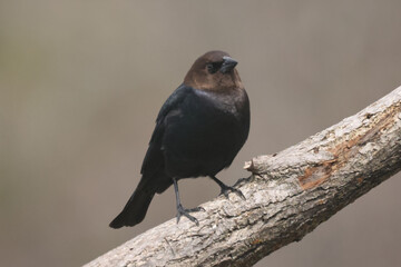 Cowbirds on bird feeder on spring afternoon, mated pair