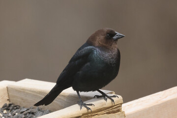 Cowbirds on bird feeder on spring afternoon, mated pair