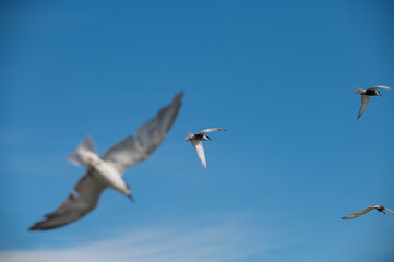 seagull flying in the sky