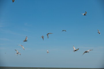 seagull flying in the sky