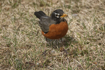 Robins in spring on lawn growing grass, and some are pulling up worms and eating them
