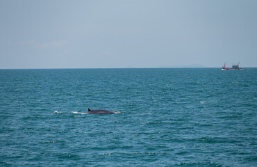 bruda whale swimming in the sea