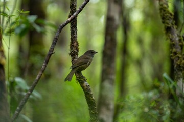 bird on a branch in the national park in tasmania australia.