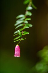 bell flowers in tasmania, Australia