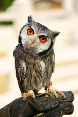 首をかしげるアフリカオオコノハズク