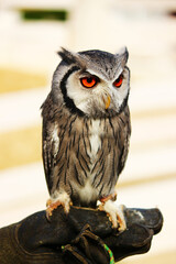 手の上のアフリカオオコノハズク