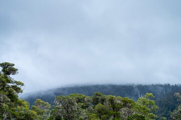 mist over a hill in tasmania, australia.